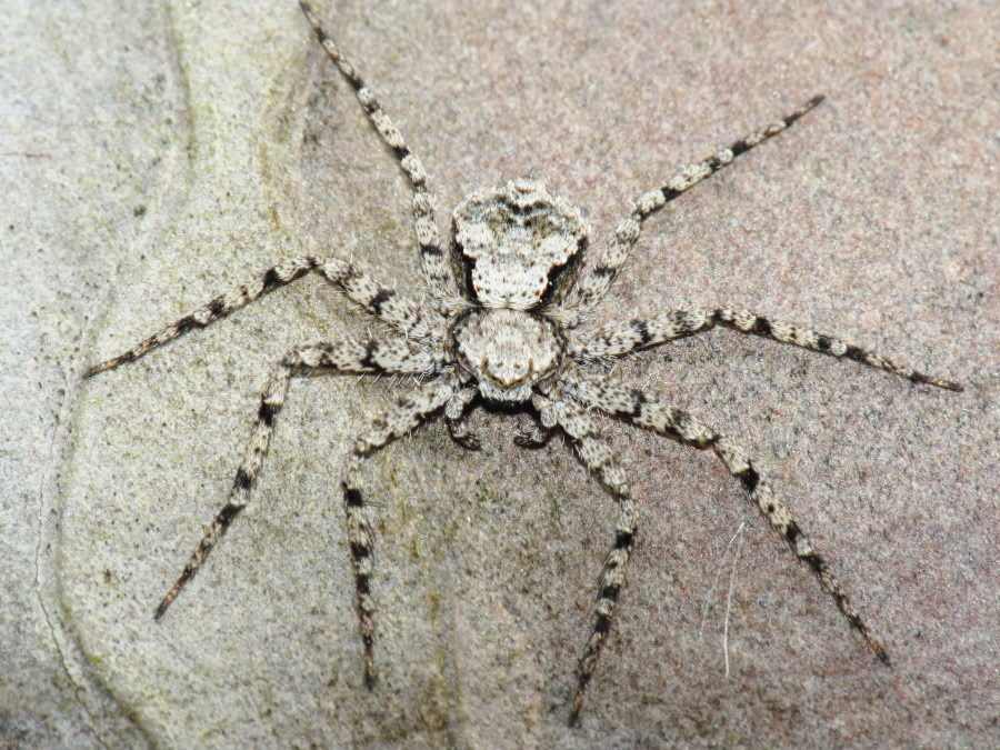 Philodromus margaritatus